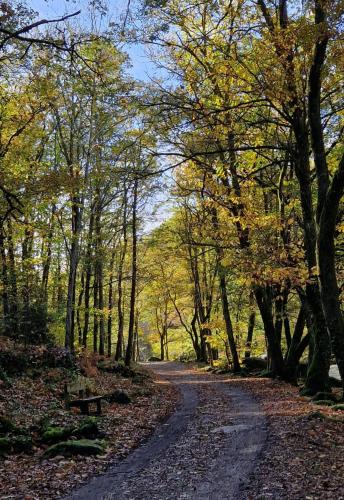 a dirt road in the middle of a forest at Chambre d'hôtes Se Sentir Libre Noisette in Crozant