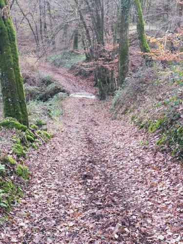 a dirt path in the woods with leaves on it at Chambre d'hôtes Se Sentir Libre Noisette in Crozant