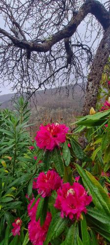 a group of pink flowers in front of a tree at Apartamentos Rurales El Bosque de las Viñas in Boal