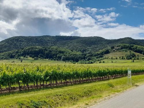 a road next to a vineyard with mountains in the background at Altes Häusle am Waschbach Anno 1625 Ferienwohnungen und Doppelzimmer in Edenkoben