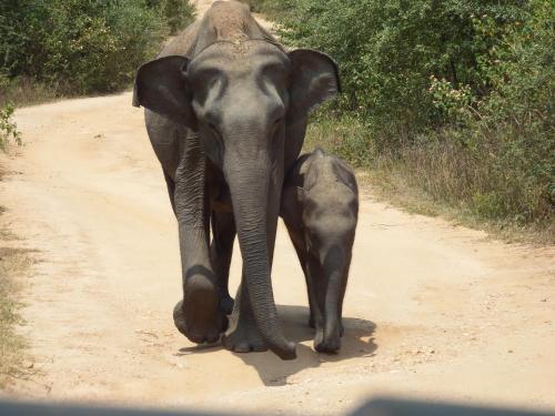 un elefante adulto y un elefante bebé caminando por un camino de tierra en Wild Safari Clay House en Udawalawe