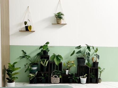 a bunch of potted plants on shelves on a wall at The Hue Homestay in Thôn Dương Xuân Hạ