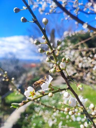 a branch of a tree with white flowers on it at Tuscany Villa Gorello. Villa in Toscana. Jacuzzi con tetto in cristallo,piscina in Arezzo