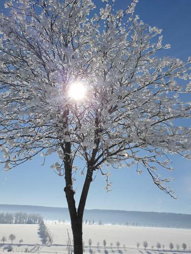 a snow covered tree with the sun shining through it at Stilvolle Ferienwohnung im Eichsfeld in Niederorschel