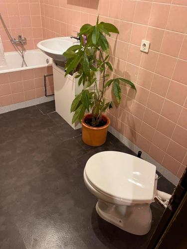 Gerbrunn的住宿－Ruhige 2-Zimmer-Wohnung für 1 - 4 Personen nahe Würzburg von privat，浴室设有卫生间,水槽旁种植了植物