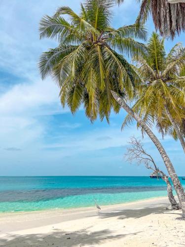 a beach with two palm trees and the ocean at INFINITE LAGOON in Mandhoo