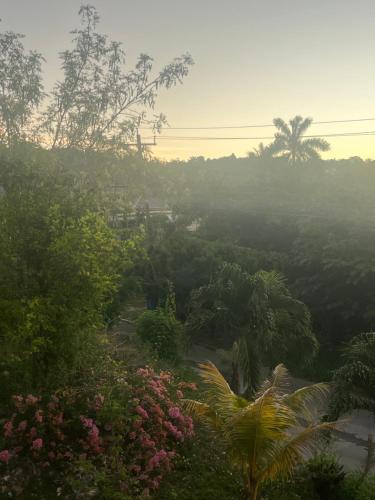 a view of a jungle with trees and flowers at Andeve's tranquil beautiful home in Montego Bay