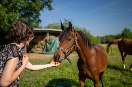 a woman feeding a horse a piece of food at La ferme du Ravet - Gîtes aux Lacs de l'Eau d'Heure in Froid-Chapelle