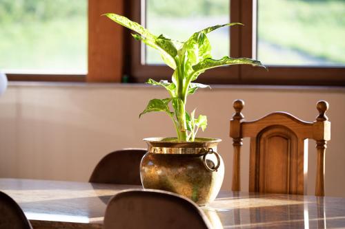 una planta en una olla sentada en una mesa en Casa Garabeto, en Luanco