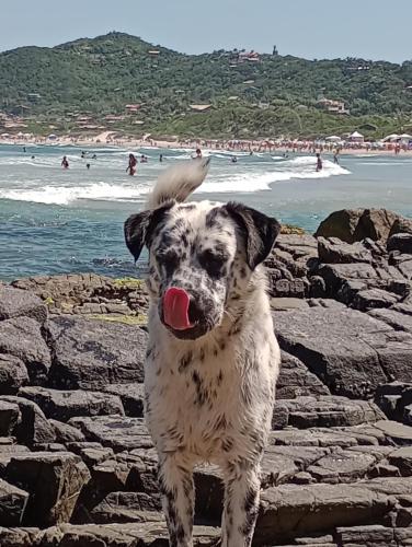 a dog standing on rocks with a bird on its head at CASA JANE in Imbituba