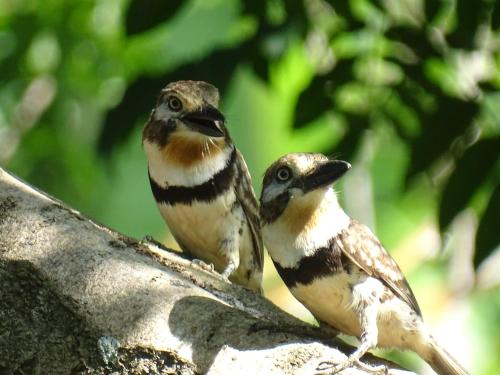 two birds perched on top of a tree branch at Eco Hotel Amanecer Tayrona in El Zaino