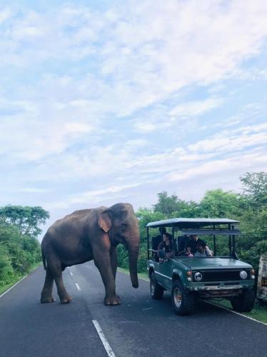 an elephant walking down a road next to a car at Blue Wild - Yala - Plastic Free & Sustainable in Tissamaharama
