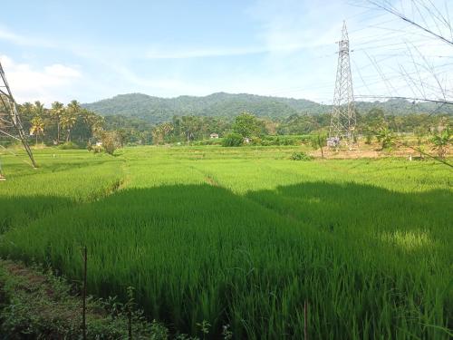 a field of green grass with a electricity transmission tower at circle edge in Menikhinna