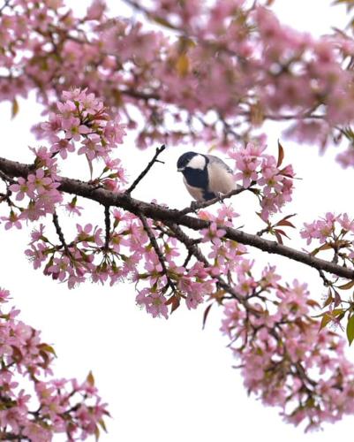 a bird sitting on a tree branch with pink flowers at Kasar Himalaya Holiday Resort, Binsar Rd in Almora