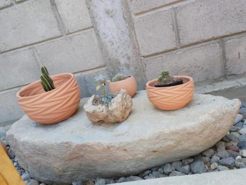 cuatro macetas de plantas sentadas en una roca en Grupo Habitacional Interoceánico en Salina Cruz