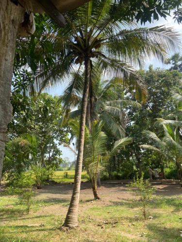 una palmera en medio de un campo en Hotel Gimanhala Thisawewa, en Anuradhapura