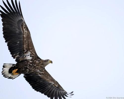 an eagle flying in the sky at Off-the-grid cabin on the island of Senja in northern Norway in Vangsvik