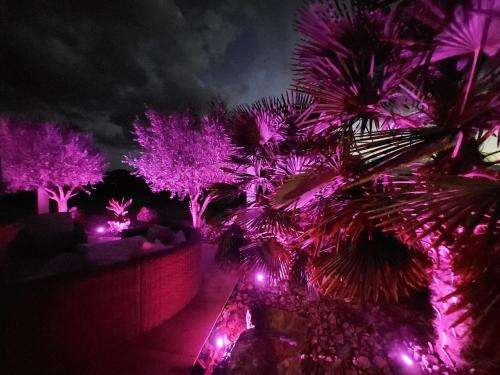 a group of palm trees lit up with purple lights at Spacieux appartement de charme, proche du circuit in Magny-Cours