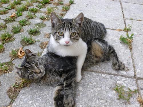 two cats laying on the ground on a sidewalk at Ferien am Land - WALDBAUER in Rossleithen