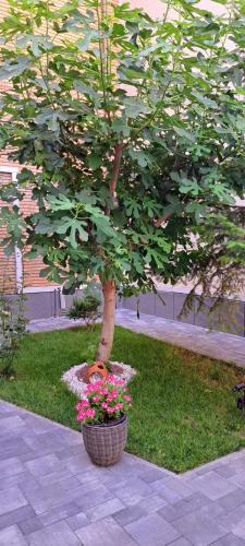 a small tree in a pot with flowers at Hotel Bulevard Prestige in Slatina