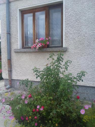 Κήπος έξω από το Guest House AHP