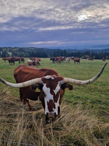 a cow with long horns standing in a field at Chata Jelení dřevěnice s vlastní vířivkou in Horní Halže
