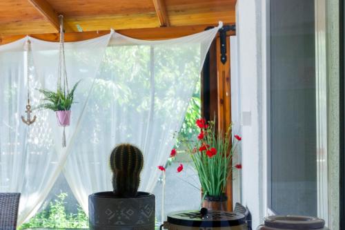 a window with a cactus and flowers on a table at Garden Rooms in Fanárion
