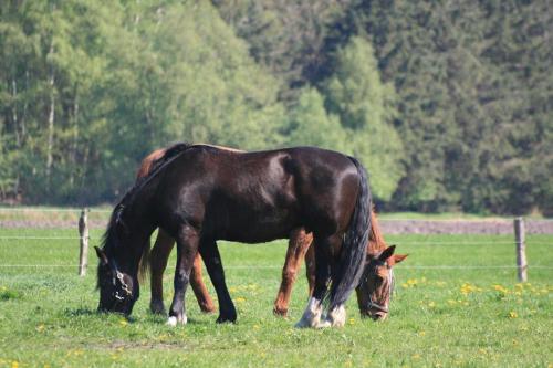 un caballo y un potro pastando en un campo en Ferienhaus Wieke - eine Oase der Erholung, en Wiesmoor