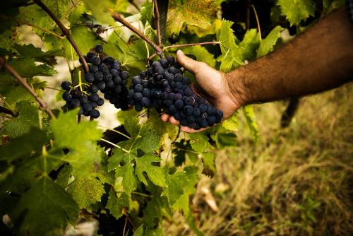 une personne tenant sur une bande de raisins noirs dans l'établissement Villa Tosca - Volterra, Tuscany, à Montelopio