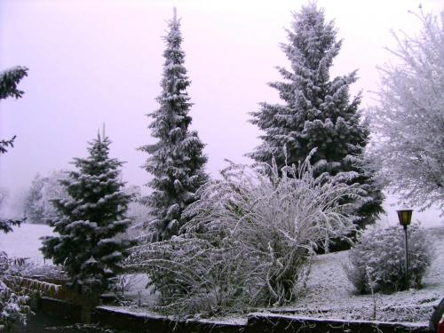 a group of christmas trees covered in snow at Ferienwohnung in Haidach in Pettighofen
