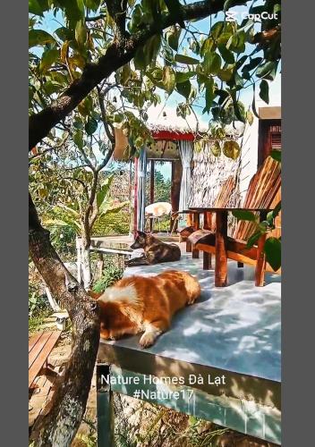 Foto dalla galleria di Natural Home Đà Lạt a Da Lat