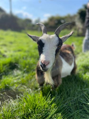 a goat laying in the grass in a field at Mulberry House Farm The Garden Room in Chippenham
