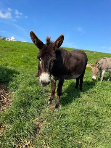 a donkey standing in a field of grass at Mulberry House Farm The Garden Room in Chippenham