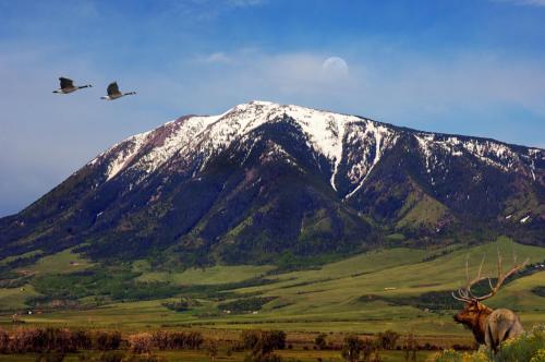 a snow covered mountain with a bull and two birds at The Historic Elk Mountain Hotel in Elk Mountain