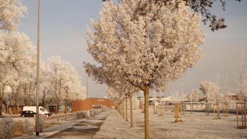 une rangée d'arbres recouverte de neige blanche dans l'établissement Remise Brasch - Zwischen Bahnhof und Elbe, à Wittenberge
