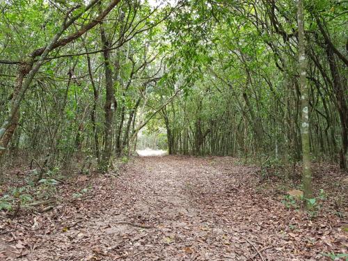 a dirt road in a wooded area with trees at Pousada Fazenda Vitoria in São João Batista do Glória