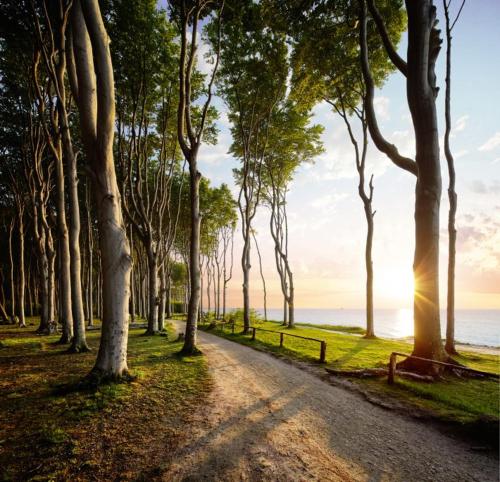 a dirt road through a forest with the sun setting at Pension Ostsee-Strand in Börgerende-Rethwisch