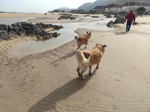 two dogs walking on the beach with a man walking at CASA Atzu Loft Argoños in Argoños