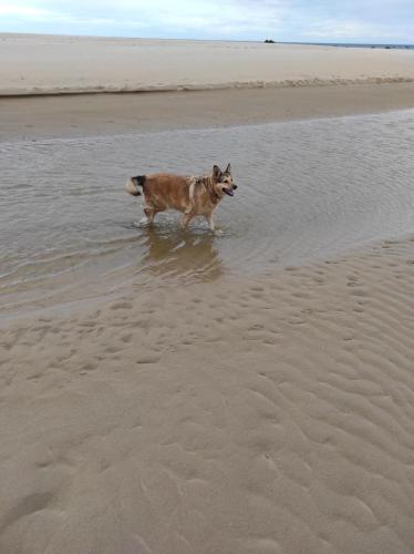 a dog standing in the water on the beach at CASA Atzu Loft Argoños in Argoños
