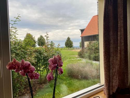 dos flores rosas en una ventana con vistas a un patio en Familienbauernhof Lehmann, en Weißenberg