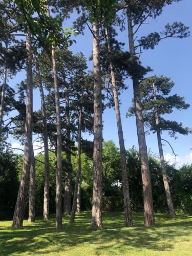 a group of pine trees in a field at GITE LA BASTIDE DE NEGRA in Montesquieu-Lauragais