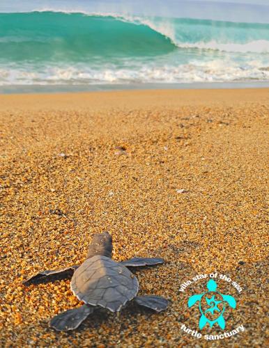 a green turtle on a beach with the ocean at Villa Star of the Sea in Barra de Navidad