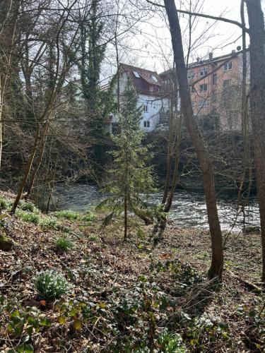 普福爾茨海姆的住宿－Villa am Fluß，林中树木的河流