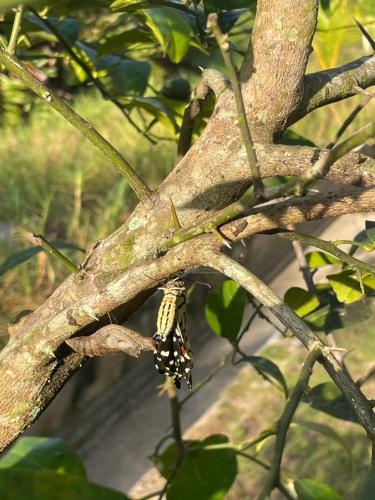 a butterfly is sitting on a tree branch at R&V VILLA in Negril
