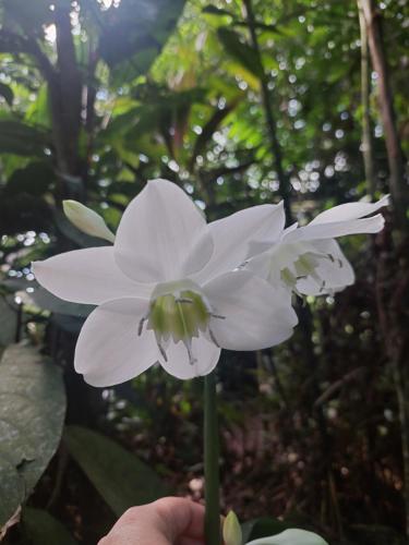 una persona sosteniendo una flor blanca en su mano en Casa Los Aguinaldos, en Fortuna