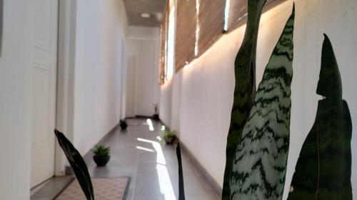 a hallway with a table and some plants at Don Will Aparts in Puerto Esperanza
