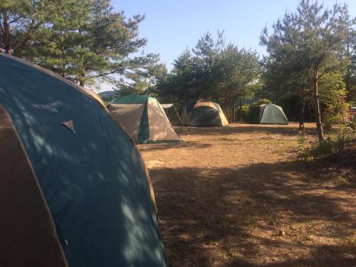 a group of tents in a field with trees at Yamamizuki in Shimanto