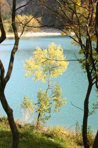 two trees with yellow leaves in front of a lake at Casa del Vasaio in Tenno
