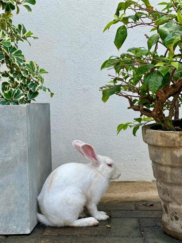 a white rabbit sitting next to two potted plants at Olanro Hotel Negombo in Negombo
