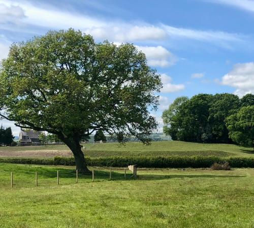 een boom in het midden van een veld bij Quaint, rustic cabin with period features & stunning views in Llangadog